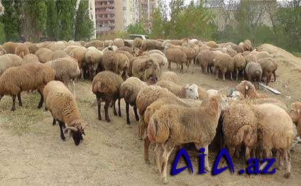 Füzulidə çoban 147 baş qoyunu oğurladı