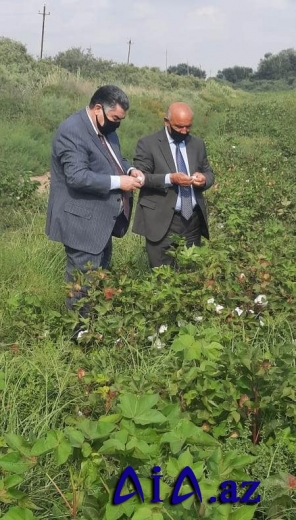 Hacıqabul rayonunda pambıq yığımına başlanıldı