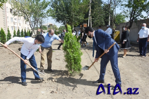 Seymur Orucov YAP-ın könüllüləri ilə birlikdə “Abad həyət”də ağacəkmə aksiyasında iştirak edib