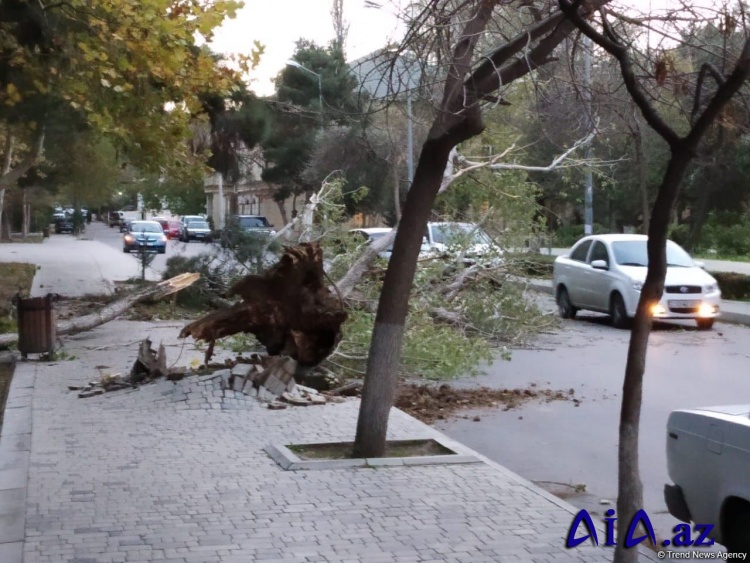 Bakıda güclü külək ağacları kökündən çıxardı