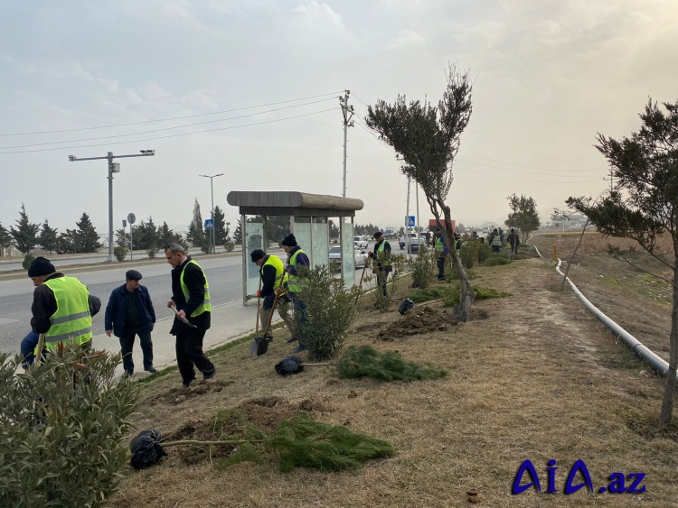 Abşeron rayonunda Xocalı soyqırımı qurbanlarının xatirəsinə 613 ağac əkildi