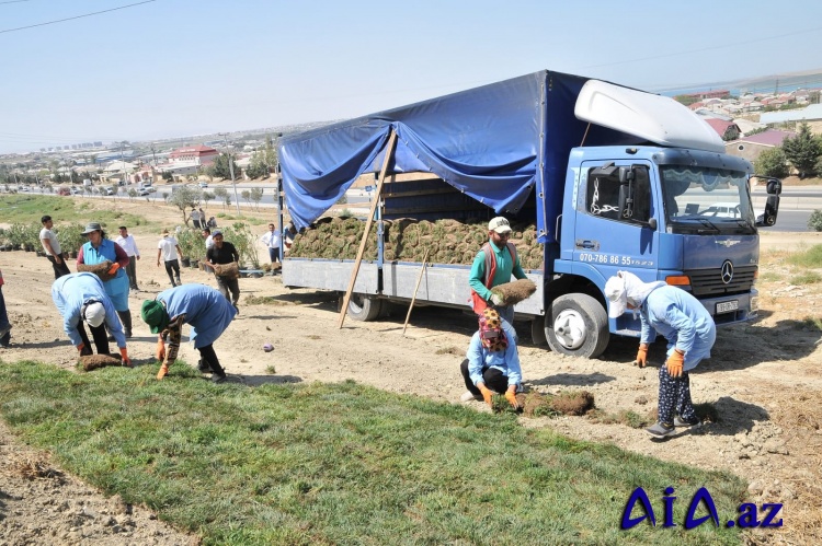 Abşeron rayonunda yeni yaşıllıq sahələri salınır