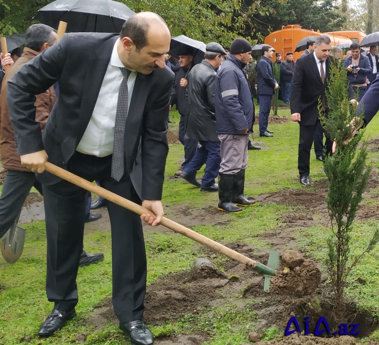 Lənkəranda ağacəkmə aksiyası keçirilib