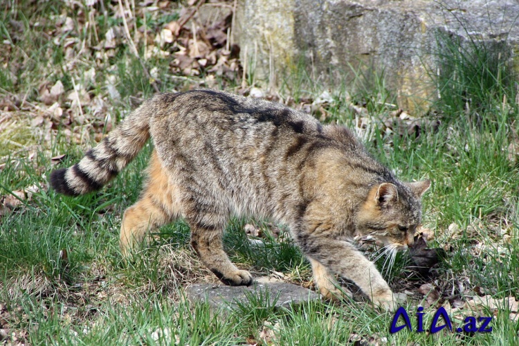 Vəhşi pişik yeni doğulmuş körpəni qaçıraraq ölümə səbəb olub