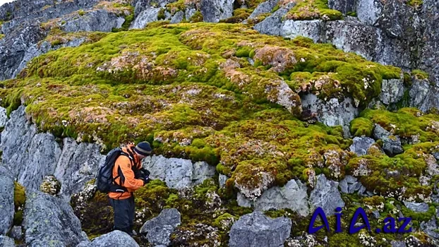 Antarktida böyük sürətlə "yaşıllaşır", peyk məlumatları