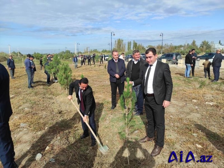 Laçın rayonunda ağacəkmə aksiyası keçirilib