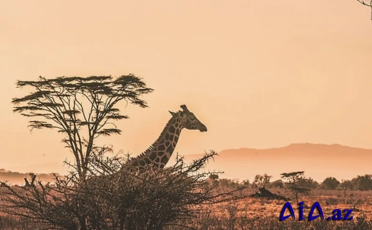 Geoloq Afrika qitəsində yeni dənizin yaranmasından danışıb