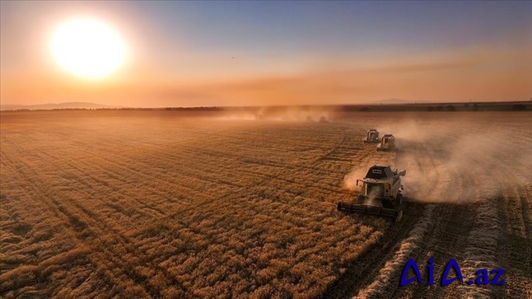 Fermerlərə 711 milyon 848 min lirəlik kənd təsərrüfatı dəstəyi ödənişi bu gün ediləcək