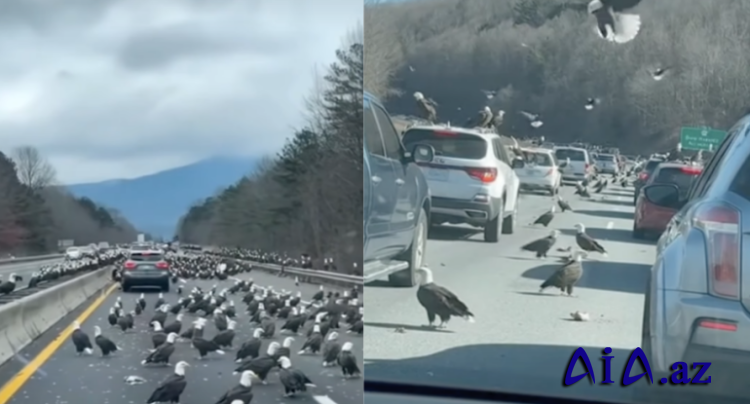 İsraildən sonra indi də ABŞ-də: Yüzlərlə qartal asfalta enib yolları bağladı - VİDEO