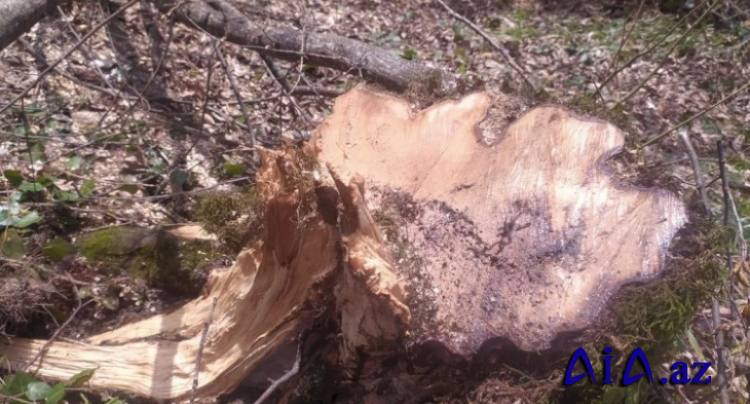 Təbiətə minlərlə manatlıq ziyan vuruldu: Saxlanılan var