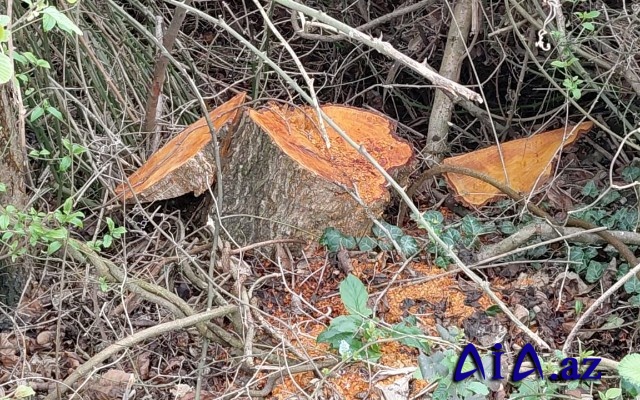 Oğuzda ağacların kəsilməsinə görə cinayət işi başladı