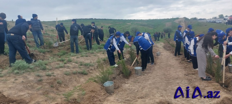 Qazaxda ağacəkmə aksiyası keçirilib