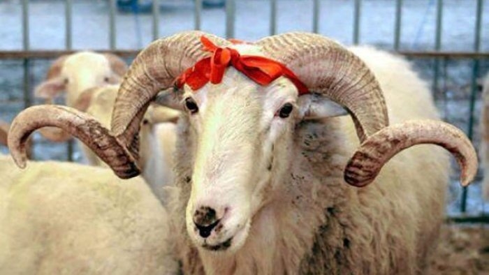 Qurban Bayramı ilə bağlı BƏZİ ölkələrdə sərt qərarlar – Kəsimə qadağa və məhdudiyyətlər tətbiq olunur