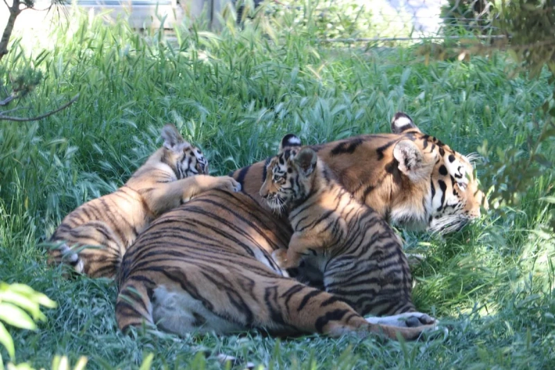 "Zoopark"da Amur pələngi balaları dünyaya gəlib -