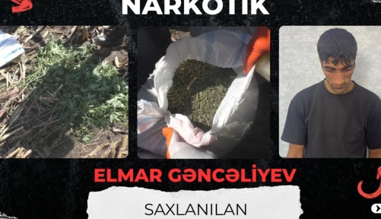 Qarğıdalı sahəsində narkotik əkdi